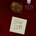 STW 128 Australopithecus africanus URM3 occlusal 1