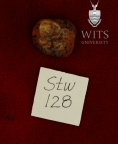 STW 128 Australopithecus africanus URM3 occlusal 1