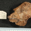 STW_129_Australopithecus_africanus_FEML_anterior.JPG