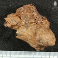 STW 129 Australopithecus africanus FEML posterior