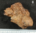 STW 129 A. africanus left femur