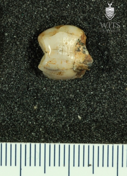STW 131 Australopithecus africanus LLP4 distal