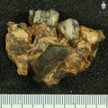STW 131 Australopithecus africanus partial mandible lateral