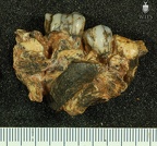 STW 131 Australopithecus africanus partial mandible lateral
