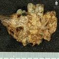 STW 131 Australopithecus africanus partial mandible medial
