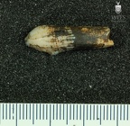 STW 132 Australopithecus africanus LRC labial