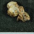 STW_133_Australopithecus_africanus_LLM3_mesial.JPG
