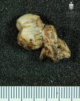 STW 133 Australopithecus africanus LLM3 mesial