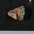 STW_134_Australopithecus_africanus_LLM2_buccal.JPG