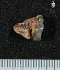 STW 134 Australopithecus africanus LLM2 buccal
