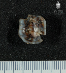 STW 134 Australopithecus africanus LLM2 occlusal