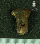 STW 139 Australopithecus africanus radius 1