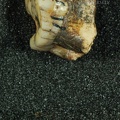 STW 141 Australopithecus africanus LLM1 distal
