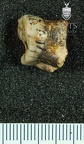 STW 141 Australopithecus africanus LLM1 distal
