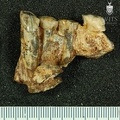 STW 142 Australopithecus africanus partial mandible posterior