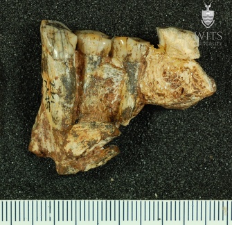 STW 142 Australopithecus africanus partial mandible posterior