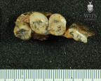 STW 142 Australopithecus africanus partial mandible superior