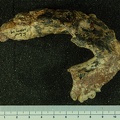 STW 14 Australopithecus africanus mandible inferior
