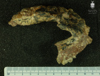 STW 14 Australopithecus africanus mandible inferior