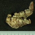 STW 14 Australopithecus africanus mandible lateral 1