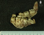 STW 14 Australopithecus africanus mandible lateral 1
