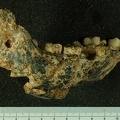 STW_14_Australopithecus_africanus_mandible_lateral_2.JPG