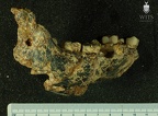 STW 14 Australopithecus africanus mandible lateral 2