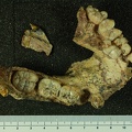STW 14 Australopithecus africanus mandible superior