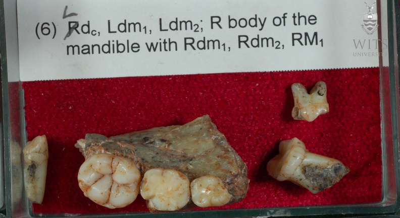 STW 151 Homo associated lower dentition tray 6 1