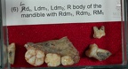 STW 151 Homo associated lower dentition tray 6 1