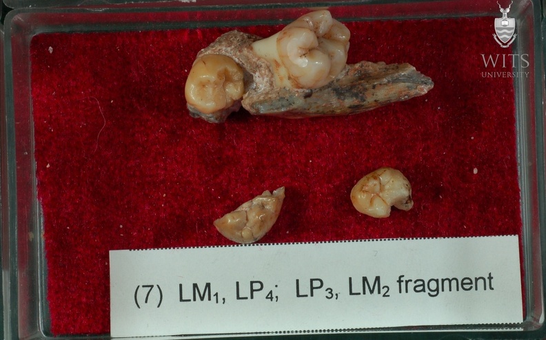 STW 151 Homo associated lower dentition tray 7 1