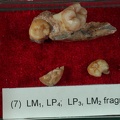 STW 151 Homo associated lower dentition tray 7 1