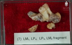 STW 151 Homo associated lower dentition tray 7 2