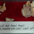 STW 151 Homo associated upper dentition  tray 2 1