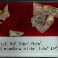 STW 151 Homo associated upper dentition  tray 2 2