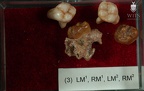 STW 151 Homo associated upper molars tray 3 1