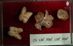 STW 151 Homo associated upper molars tray 3 2