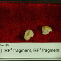 STW_151_Homo_associated_upper_premolars_tray_4.JPG