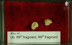 STW 151 Homo associated upper premolars tray 4