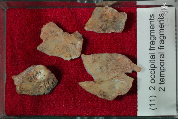 STW 151 Homo cranial fragments tray 11
