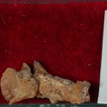 STW 151 Homo mandibular fragment tray 10