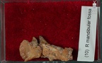 STW 151 Homo mandibular fragment tray 10