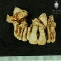 STW 151 Homo maxilla anterior