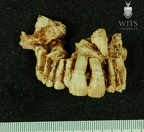 STW 151 Homo maxilla anterior