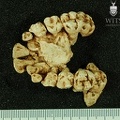STW 151 Homo maxilla inferior