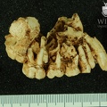 STW 151 Homo maxilla lateral 1