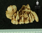 STW 151 Homo maxilla lateral 1