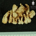STW 151 Homo maxilla lateral 2