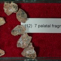 STW 151 Homo palatal fragments tray 12