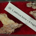 STW 151 Homo petrous fragment tray 9